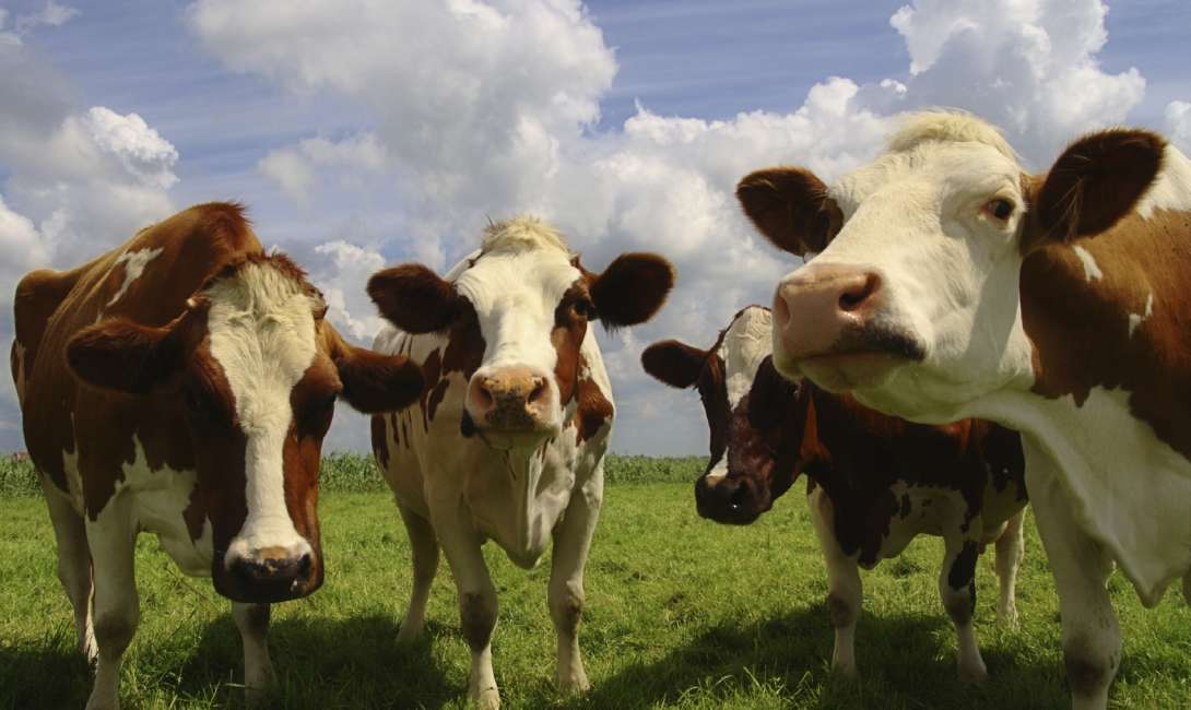 Stock photo of Bovine.