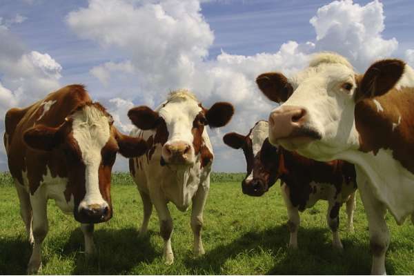 Photo of Bovine Stock Photo