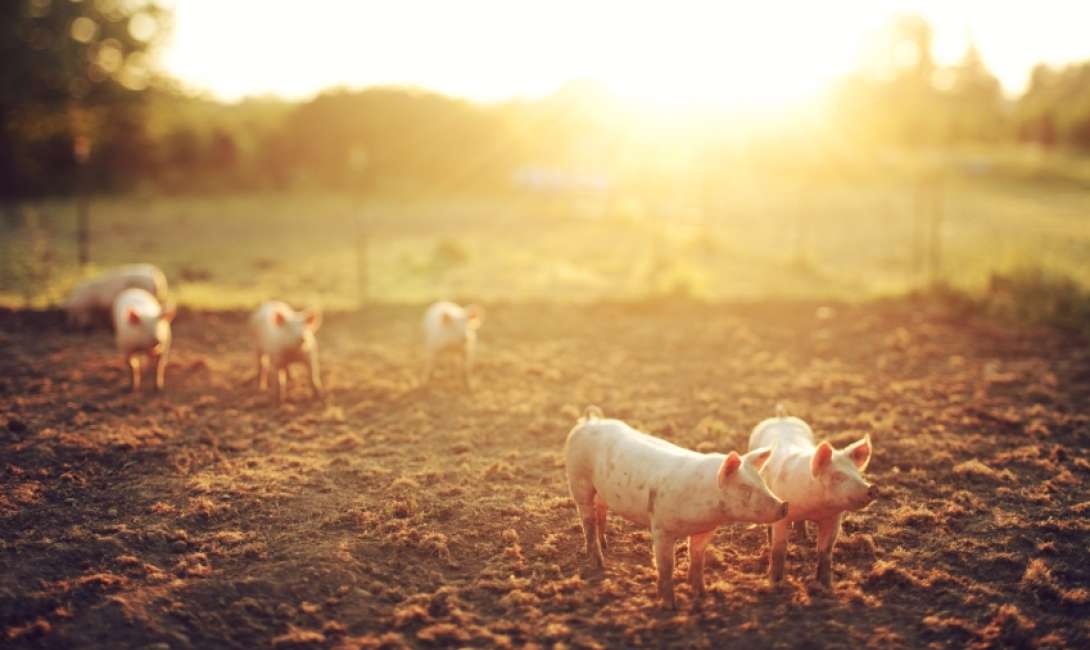 Stock photo of porcine.