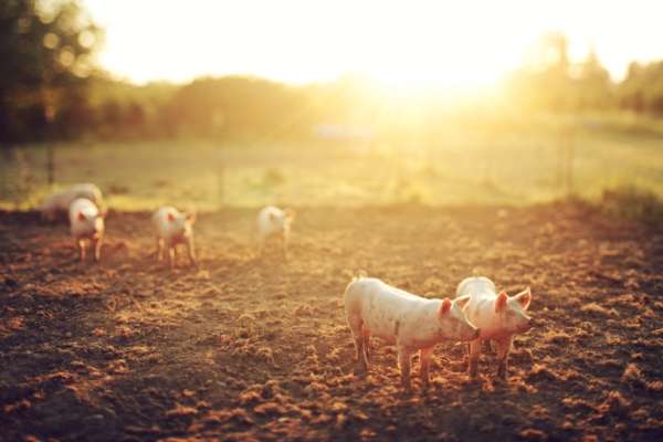 Photo of Porcine Products Stock Photo